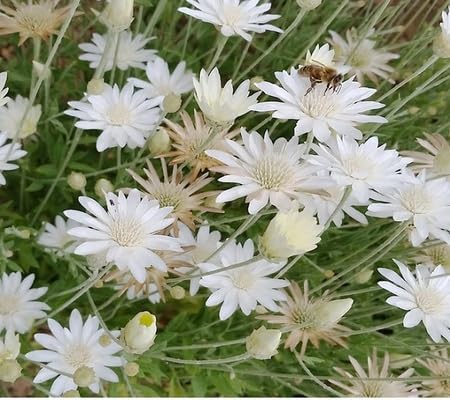 Xeranthemum Flower Seeds – Heirloom, Non-GMO, High Germination Organic Garden Seeds for Planting