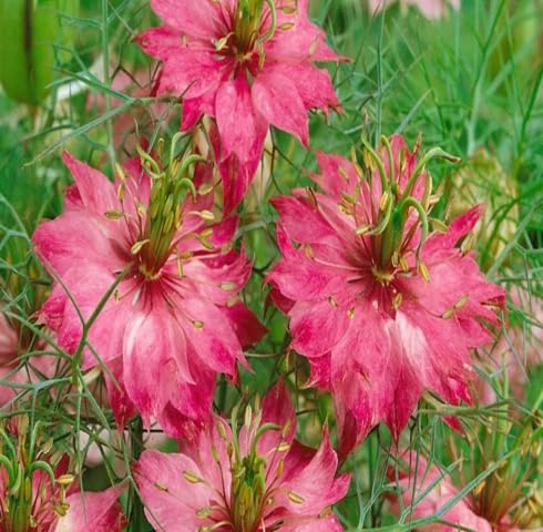 Pink Nigella Damascene Flower Seeds – Heirloom, Non-GMO, High Germination Organic Garden Seeds for Planting