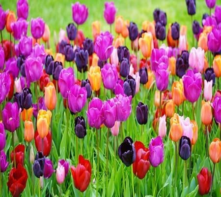 Tulip Flower Seeds – Heirloom, Non-GMO, High Germination Organic Garden Seeds for Planting