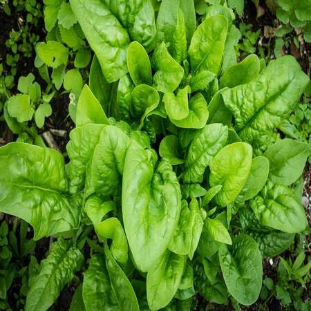 Spinach Seeds – Heirloom, Non-GMO, High Germination Organic Garden Seeds Planting