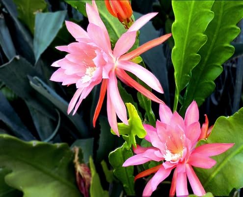 Pink Orchid Cactus Xmas Bells Flower Seeds – Heirloom, Non-GMO, High Germination Organic Garden Seeds for Planting
