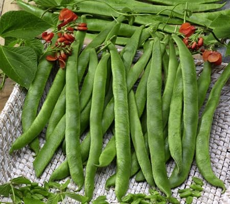 Polebean Seeds – Heirloom, Non-GMO, High Germination Organic Garden Seeds Planting