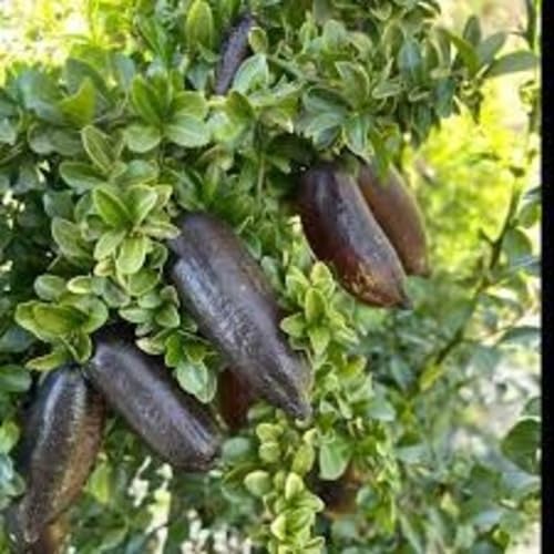 Black Finger Lime Seeds – Heirloom, Non-GMO, High Germination Organic Garden Seeds