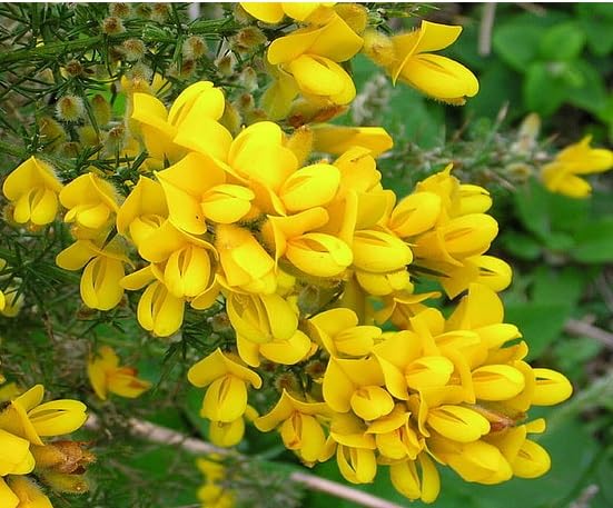 Yellow Gorse Ulex Flower Seeds Heirloom Non-GMO High Germination Organic Garden Seeds