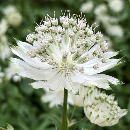 Astrantia Flower Seeds White Heirloom Non-GMO High Germination Organic Garden Seeds