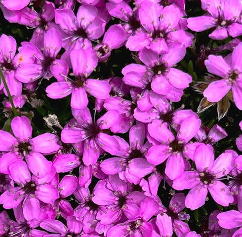 Semillas de flores Acaulis Rosas – Semillas orgánicas de jardín para plantar, reliquia, sin OMG, alta germinación