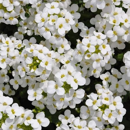White Erysimum Cheiri Flower Seeds Heirloom Non-GMO High Germination Organic Garden Seeds for Planting
