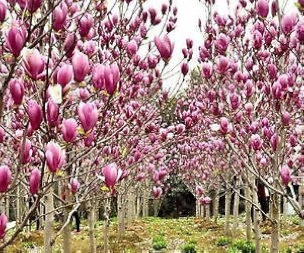 pink magnolia flower seeds