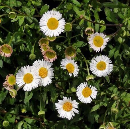 white erigeron flower seeds