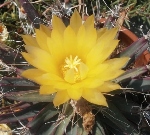 Yellow Leuchtenbergia Flower Seeds – Heirloom Non-GMO High Germination Organic Seeds