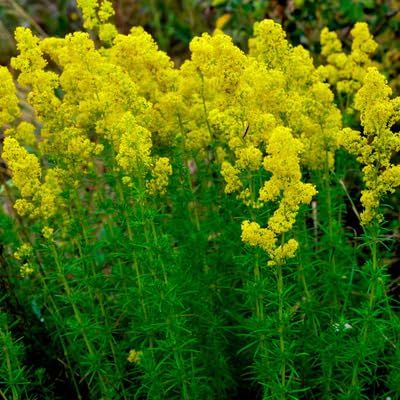 galiumheirloomnongmo flower seeds