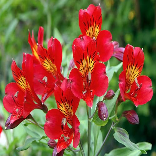Red Alstroemeria Flower Seeds – Heirloom, Non-GMO, High Germination Organic Garden Seeds for Planting