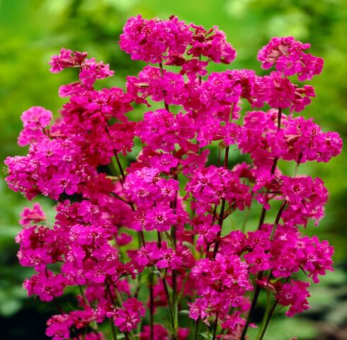 Pink Lychnis Chalcedonica Flower Seeds for Planting | Heirloom Non-GMO High Germination Organic Garden Seeds