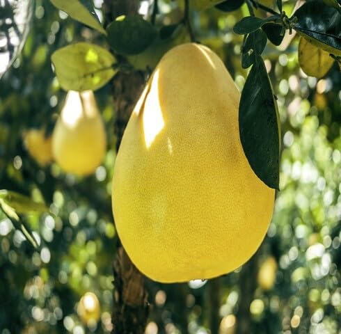 Yellow Pomelo Seeds – Heirloom, Non-GMO, High Germination Organic Garden Seeds