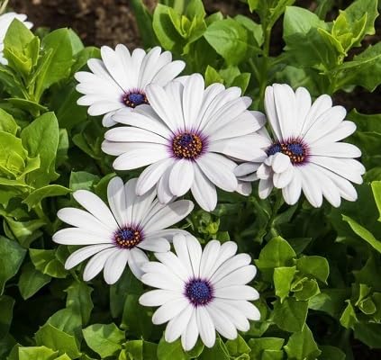 White Dimorphotheca Aurantiaca Flower Seeds Heirloom Non-GMO High Germination Seeds for Planting