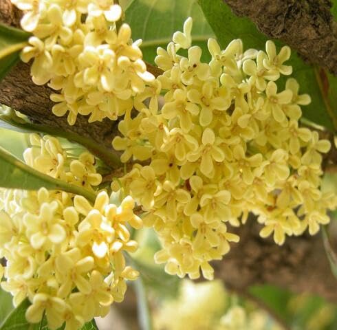 Yellow Osmanthus Flower Seeds – Heirloom, Non-GMO, High Germination Organic Garden Seeds