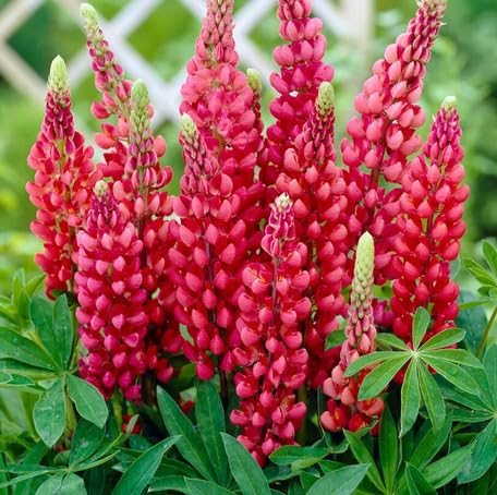redlupineflowerheirloomnongmo flower seeds