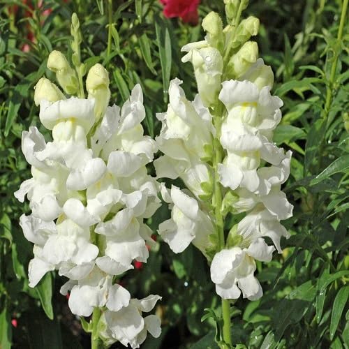 White Antirrhinum Makos Flower Seeds for Planting – Heirloom Non-GMO High Germination Seeds