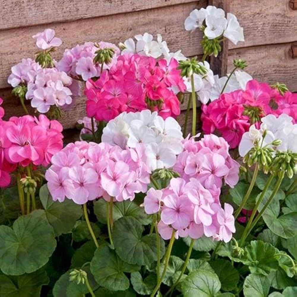 exotic geranium flower seeds
