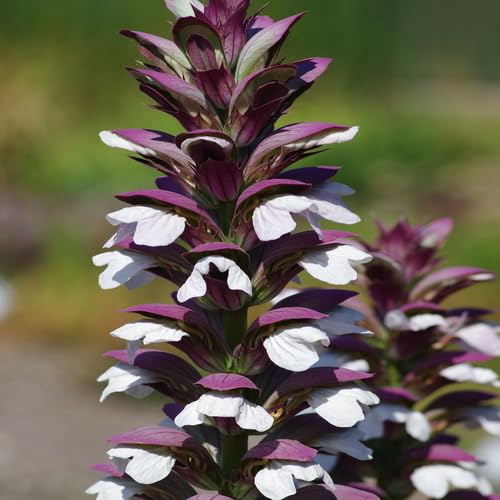 Purple White Acanthus Flower Seeds Heirloom Non-GMO High Germination Organic Garden Seeds
