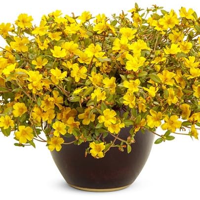 Purslane Flower Seeds – Heirloom, Non-GMO, High Germination Organic Garden Seeds for Planting