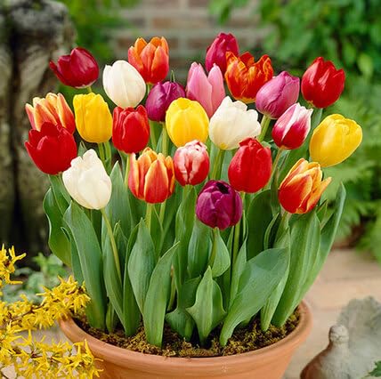 Mixed Tulip Flower Seeds – Heirloom, Non-GMO, High Germination Seeds