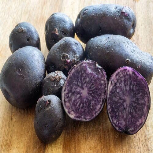 Purple Giant Potato Seeds – Heirloom, Non-GMO, High Germination Organic Garden Seeds Planting