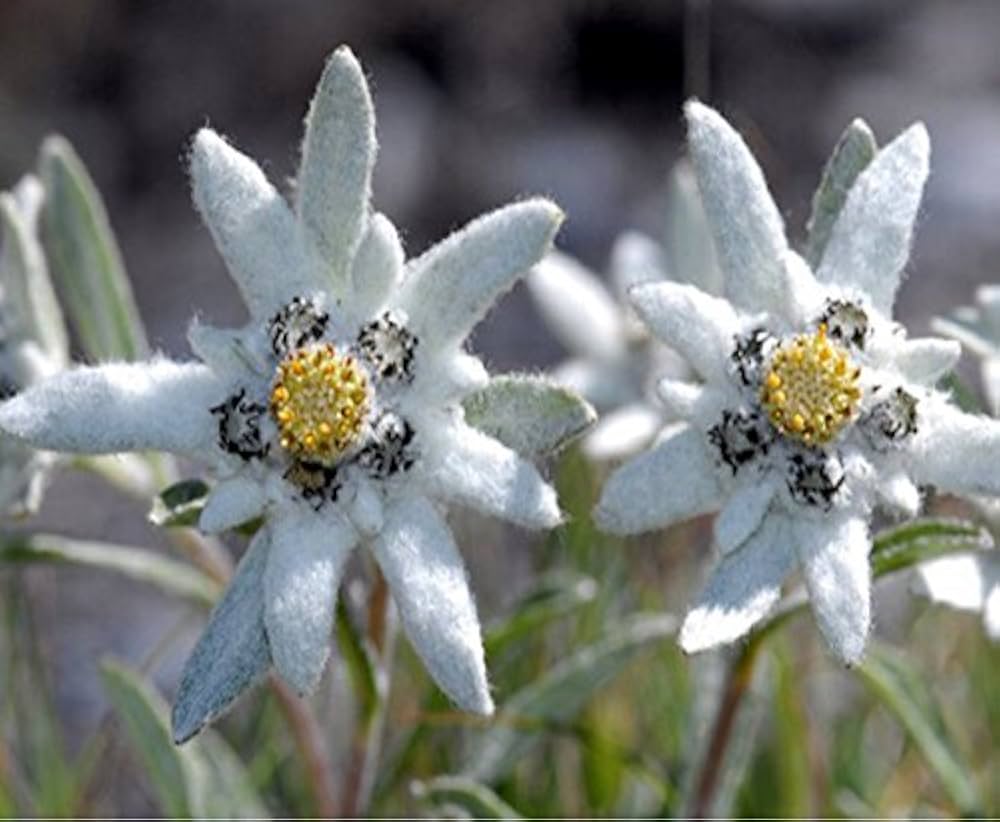 Edelweiss Flower herb seeds