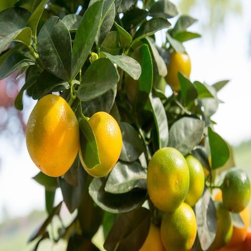 Calamondin Fruit Seeds – Heirloom, Non-GMO, High Germination Organic Garden Seeds