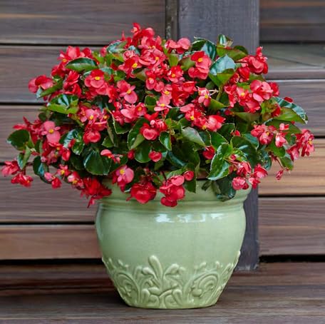 red begonia flower seeds