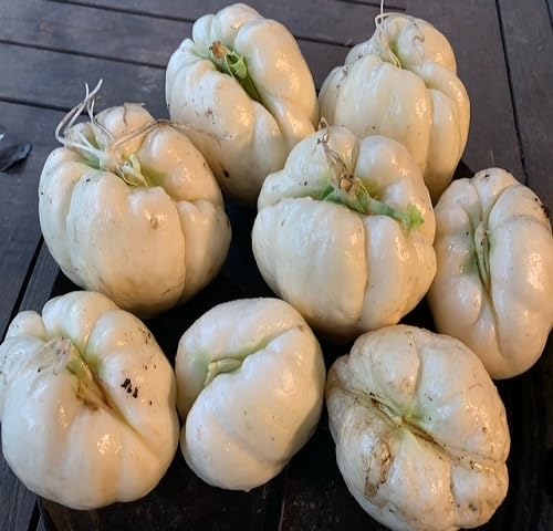 Gelbe Chayote-Samen – Alte Sorte, gentechnikfrei, hohe Keimrate, Bio-Gartensamen zur Pflanzung