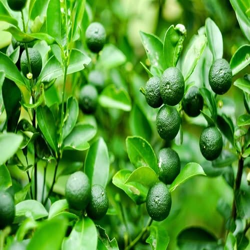 Calamansi Seeds – Heirloom, Non-GMO, High Germination Organic Garden Seeds