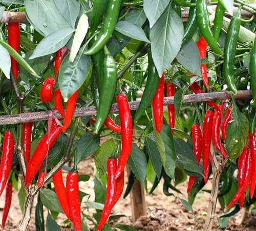 Red Pepper Seeds – Heirloom, Non-GMO, High Germination Organic Garden Seeds Planting