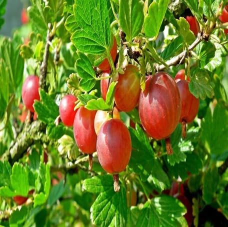 Red Gooseberry Seeds – Heirloom, Non-GMO, High Germination Organic Garden Seeds
