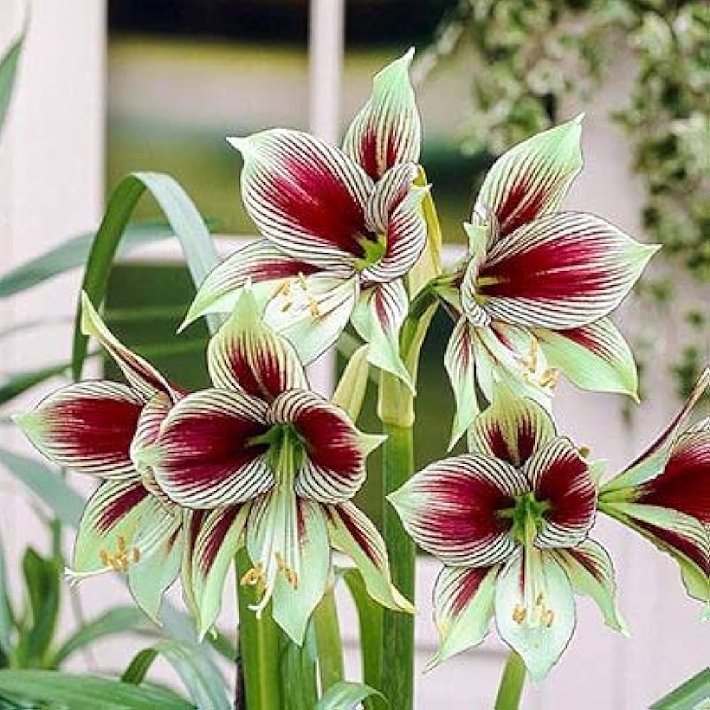 green hippeastrum flower seeds