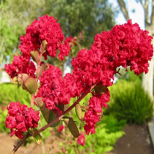Red Lagerstroemia Flower Seeds – Heirloom, Non-GMO, High Germination Organic Garden Seeds for Planting