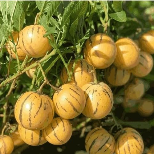 Orange Ginseng Melon Seeds – Heirloom, Non-GMO, High Germination Organic Garden Seeds
