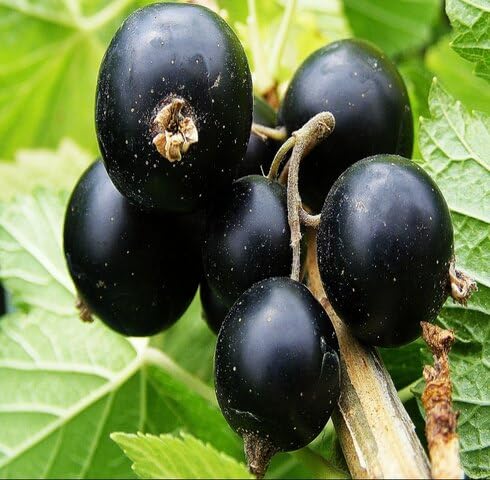 Blackcurrant Fruit Seeds – Heirloom, Non-GMO, High Germination Organic Garden Seeds