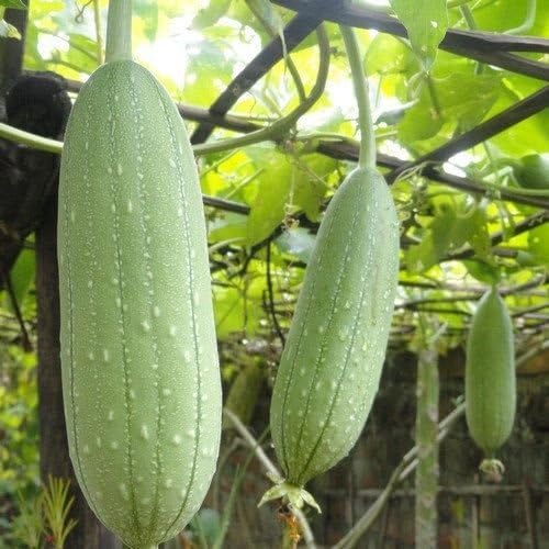 Luffa Cylindrica Seeds – Heirloom, Non-GMO, High Germination Organic Garden Seeds Planting