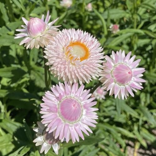 Semillas de Siempreviva Rosa – Cimera, sin OGM, Semillas Orgánicas de Jardín de Alta Germinación
