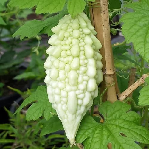 Samen der Weißen Bittermelone – Alte Sorte, gentechnikfrei, keimstark, Bio-Gartensamen für die Aussaat