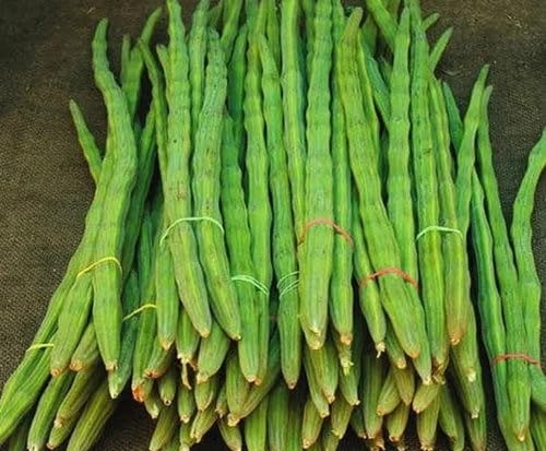 Green Moringa Seeds – Heirloom, Non-GMO, High Germination Organic Garden Seeds Planting