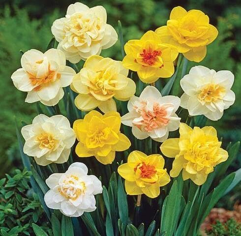 Mixed Daffodil Flower Seeds – Heirloom, Non-GMO, High Germination Organic Garden Seeds for Planting