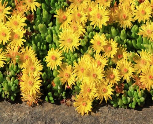 delosperma heirloom non-gmo seeds