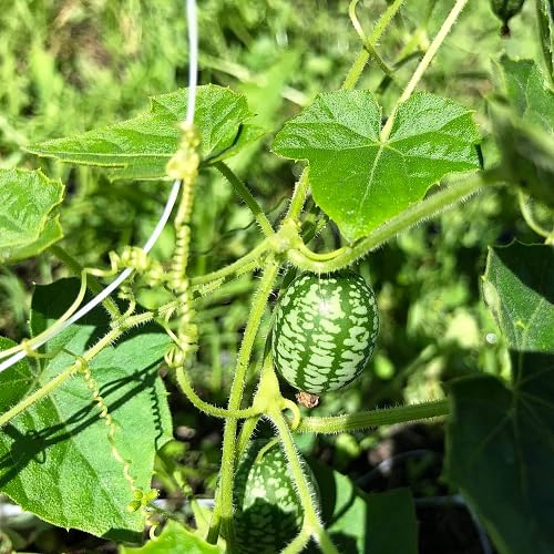 Green Cucamelon Seeds – Heirloom, Non-GMO, High Germination Organic Garden Seeds Planting