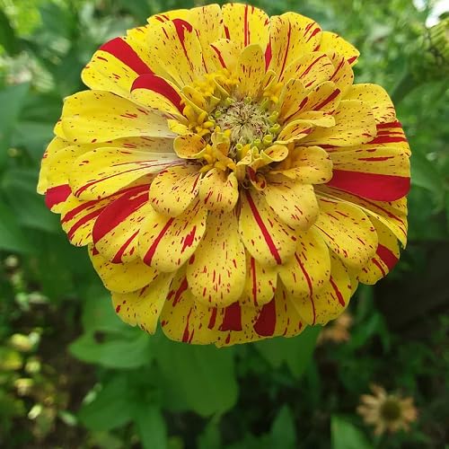 Yellow Zinnia Flower Seeds – Heirloom Non-GMO High Germination Organic Garden Seeds