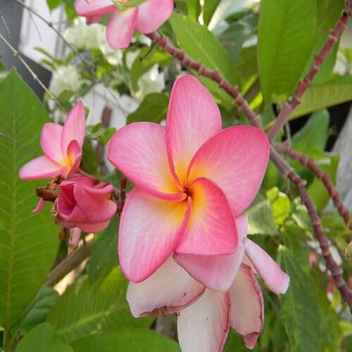 plumeriaflowerredheirloomnongmo flower seeds