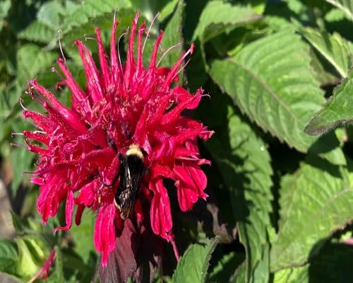 Red Monarda Flower Seeds – Heirloom, Non-GMO, High Germination Organic Garden Seeds for Planting