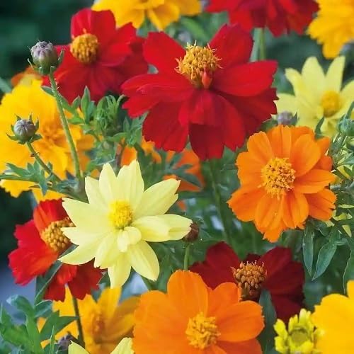 Mixed Cosmos Flower Seeds – Heirloom, Non-GMO, High Germination Organic Garden Seeds for Planting