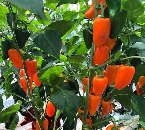 Pepper Orange Seeds – Heirloom, Non-GMO, High Germination Organic Garden Seeds Planting